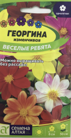 Георгина изменчивая Веселые ребята. Семена Алтая