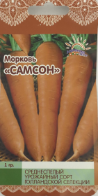 Морковь Самсон. Лето