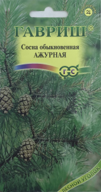 Сосна обыкновенная Ажурная. Гавриш