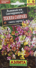 Львиный зев Текила Санрайз, смесь сортов. Аэлита