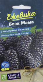 Ежевика Блэк Мама. Семена Алтая