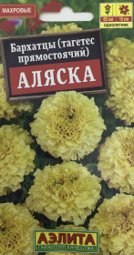 Бархатцы Аляска. Аэлита