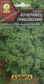 Салат Кучерявец Грибовский. Аэлита